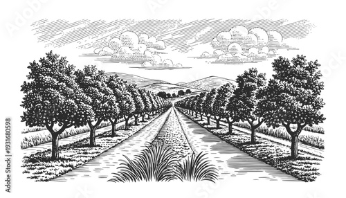 Vintage engraved vector illustration of a fruit orchard with symmetrical tree rows and rolling hills. Ideal for organic branding, farm packaging, agriculture design, and eco labels.