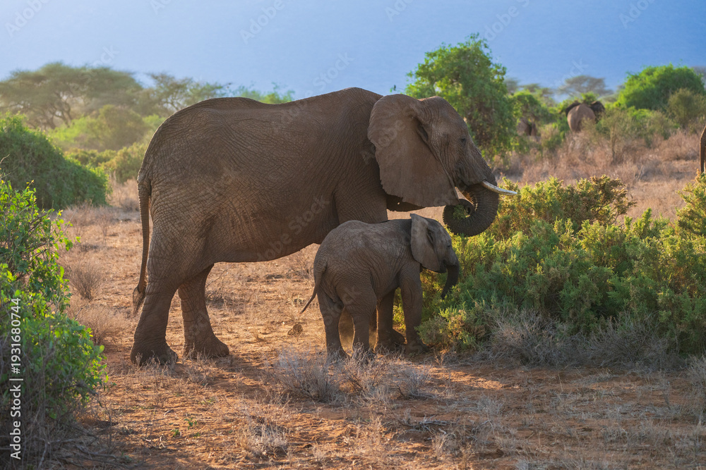 Naklejka premium African Elephant cow (Loxodonta africana) and her young calf browsing at sunset in the Kenyan savannah.