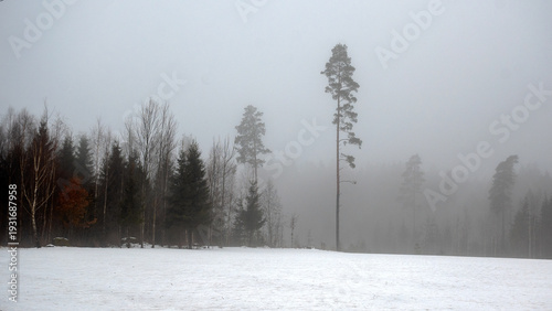 Cuadro en lienzo gloomy spring landscape with fog, cloudy and damp weather, bare tree branches in