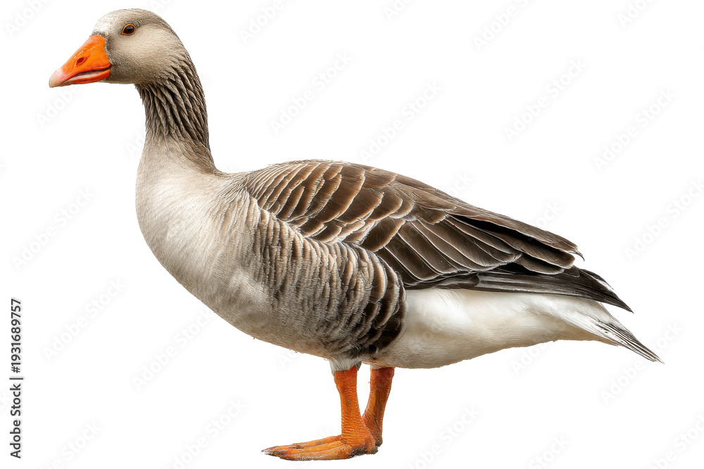 Obraz premium Goose Isolated on Transparent Background