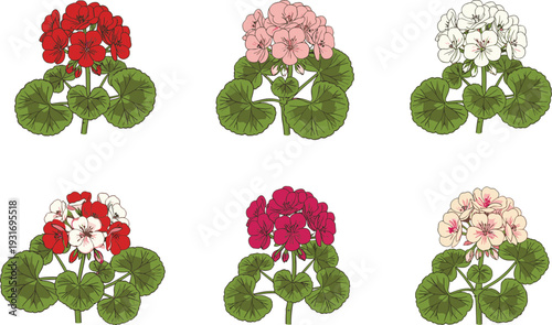 Six geranium plant illustrations with red, pink, white, peach, and mixed flowers, showcasing diverse botanical colors and leaf details.