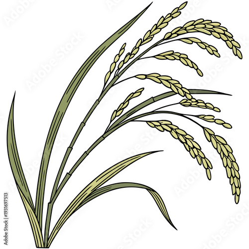 Detailed of long grain rice plant with green leaves and yellow grains