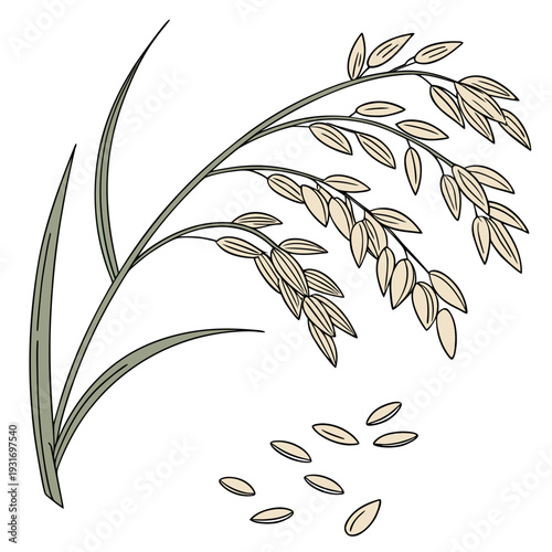 Rice plant with loose grains balanced composition rice grains