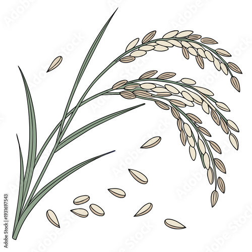 Rice plant with loose grains falling rice grains loose rice