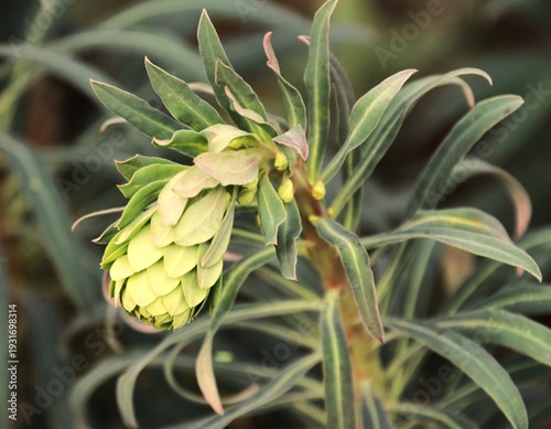 Photos Bud ,of the euphorbia chariacias