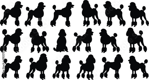 Black poodle silhouette collection, multiple dog poses isolated on white background, groomed purebred pet icons for canine design and animal branding