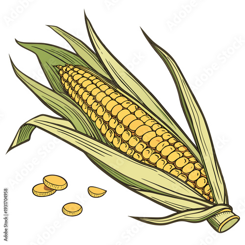 Close up corn ear with partially opened husk and kernels