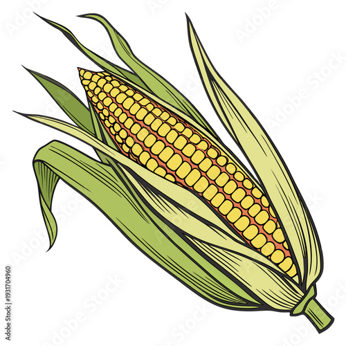 Close up of yellow corn ear with partially opened green husk