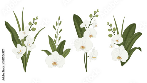 Set of beautiful white phalaenopsis orchid branches with green leaves and buds in a flat illustration style isolated on a plain white background.