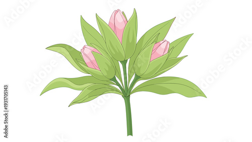 Simple illustration of a green plant stem with three delicate pink tulip buds just beginning to bloom isolated on a plain white background.