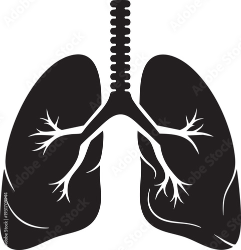 Illustration of Human Lungs Anatomy with Trachea and Bronchi Visible from Front View