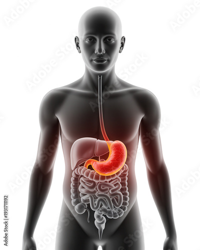 Front view illustration illustrating human body digestive system organs in a white studio setting, 3D rendering for educational purposes