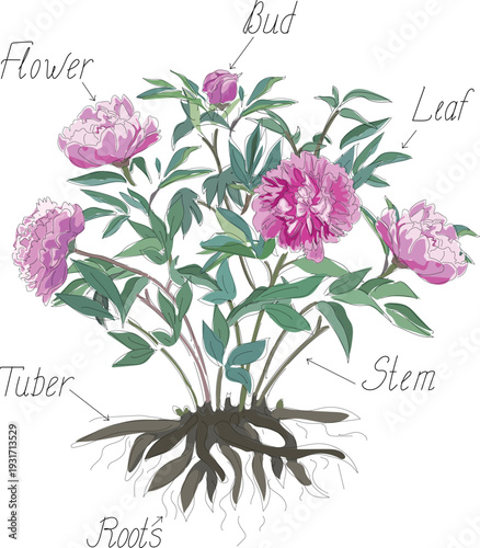 Peony plant anatomy poster with flower, leaf, stem and root system parts, botanical vector illustration