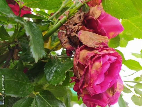 Dying magenta roses on a garden bush are heavily draped in thick messy white spider webs filled with trapped brown organic debris and dried seeds under bright daylight