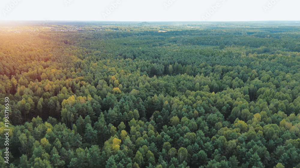 Obraz premium Drone view of mixed forest canopy