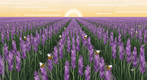 Lavender field with bees at sunset