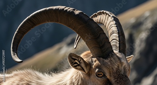 Close-up of a majestic ibex with large, curved horns against a blurred mountain background