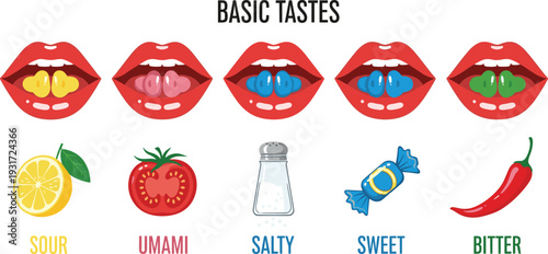 Basic Tastes Concept Illustration with Sour, Umami, Salty, Sweet and Bitter Flavor Icons and Tongue Map Educational Vector Design
