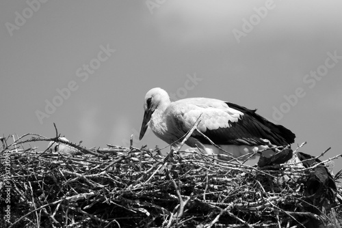 Storks return to their nests in spring and raise their young