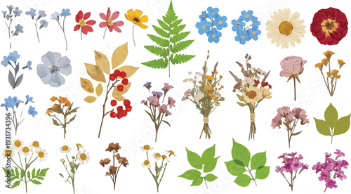 Set of 35 Pressed Dried Flowers and Leaves Vector Illustration isolated PNG with Transparent Background
