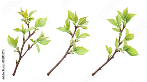 Three small tree branches with green leaves on transparent background