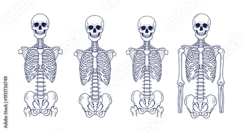 Detailed Human Skeleton Anatomy Vector Illustration Collection Skull Rib Cage Pelvis Spine Bones
