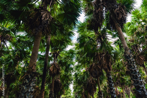 Large sugar palm or Borassus flabellifer plantation. Scenic view of Asian palmyra palm farm. Tall trees and lush greenery. Professional sugar palm farm with lush green grass and tropical landscape.