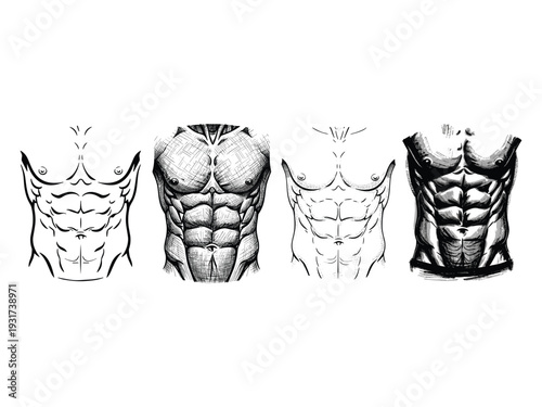Muscular Torso Evolution Artistic Styles Progression