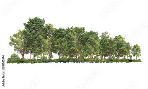 Tableau sur toile Group of tree. Green treeline isolated on white background.
