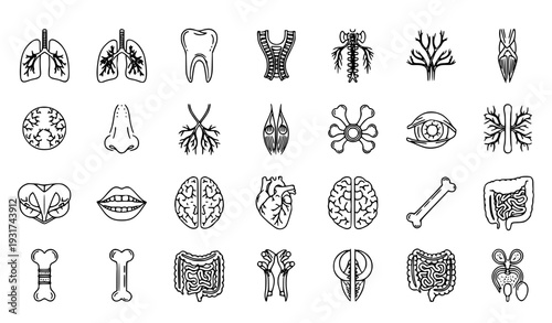 A collection of black and white line art medical icons illustrating various human body parts and organs.