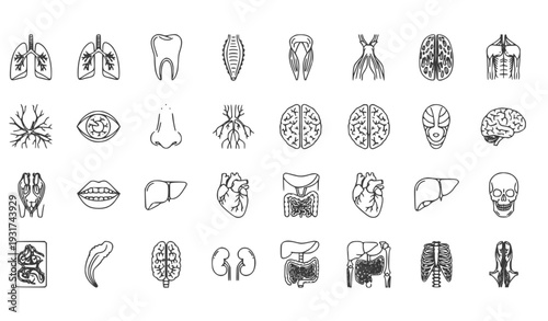 A collection of human organ illustrations in a simple line art style
