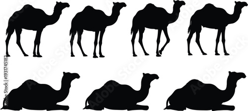 Camel silhouettes standing and sitting in different poses desert animal black vector illustration wildlife posture comparison stock content for SEO optimization