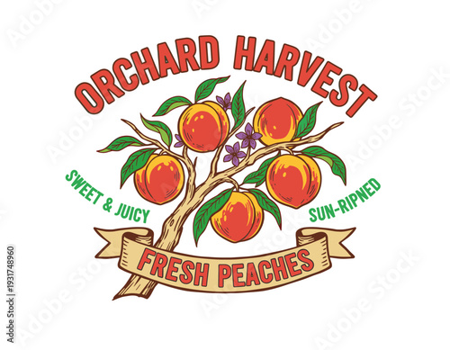 Peach orchard harvest graphic. Sweet juicy fruit artwork. Sun ripened fresh peaches print. Organic farm produce illustration. Farmers market vintage d