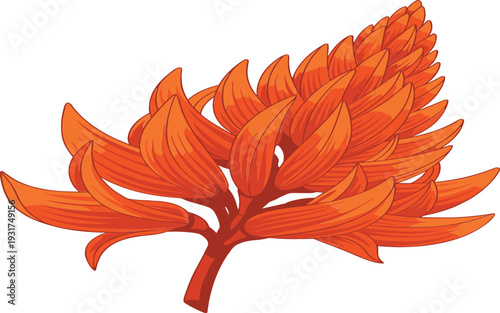 Bright Orange Palash Flower Blossom Isolated on White Background Tropical Floral Botanical Vector Illustration Design