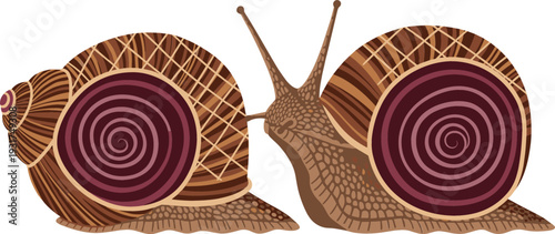 Brown Garden Snails with Detailed Spiral Shells Isolated on White Background Wildlife Nature Vector Illustration