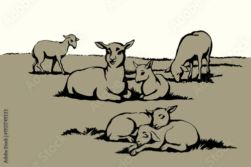 Vector drawing. Small sheeps lay at the field