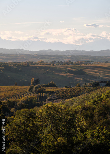 Foto scattata nei vigneti attorno le colline tassarolesi durante il periodo autunnale in provincia di Alessandria.