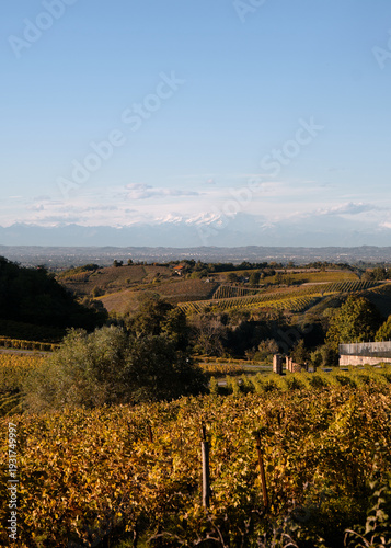 Foto scattata nei vigneti attorno le colline tassarolesi durante il periodo autunnale in provincia di Alessandria.
