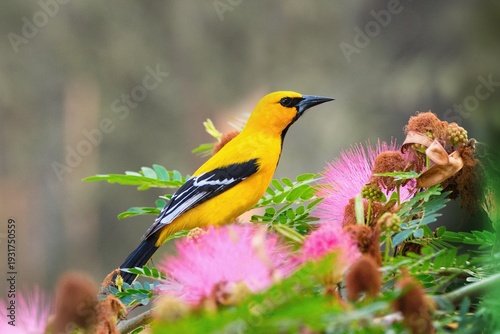 Foto The Yellow Oriole - Icterus nigrogularis, Bonaire, Caribbean Netherlands