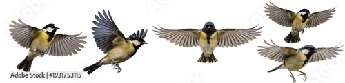 Photos Dynamic Great Tit Bird Characters in Various Flying Poses Isolated on White Back