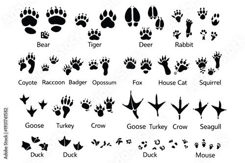 Comparison of paw prints and human handprints from various animals and species