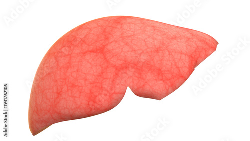 Liver a Part of Human Digestive System Anatomy X-ray 3D rendering