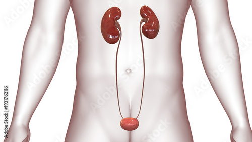 Human Internal Organ of Urinary System Kidneys with Bladder Anatomy X-ray 3D rendering