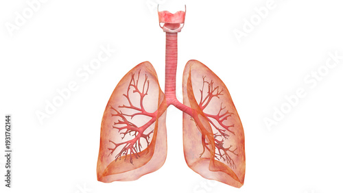 Lungs a Part of Human Respiratory System Anatomy 3d rendering