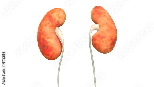 Human Internal Organ of Urinary System Kidneys Anatomy X-ray 3D rendering