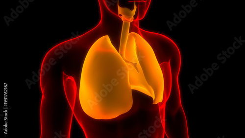 Lungs a Part of Human Respiratory System Anatomy 3d rendering