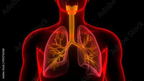 Lungs a Part of Human Respiratory System Anatomy 3d rendering