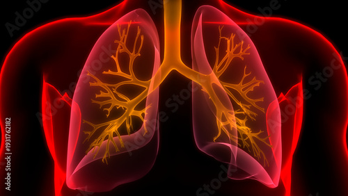 Lungs a Part of Human Respiratory System Anatomy 3d rendering