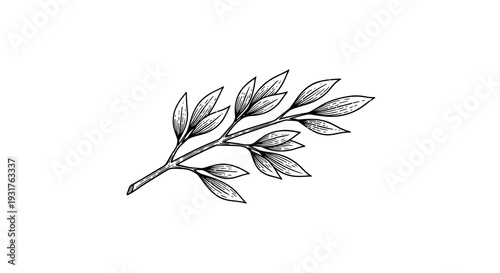 White Sprig Of Leaves On Black Background Nature Illustration