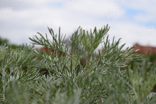 Botanical Close-up: Macro photography of fine-textured, silvery-green foliage of an Artemisia or wormwood plant against a soft, overcast sky.